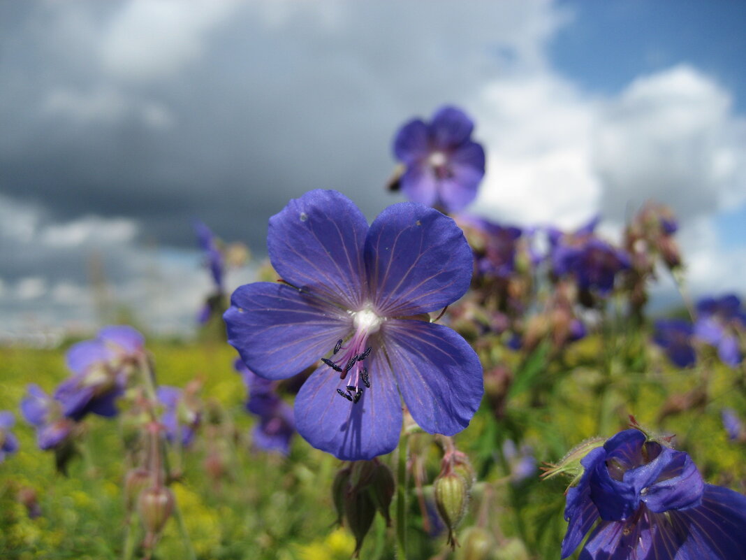 Герань - Anna Ivanova Герань - Anna Ivanova