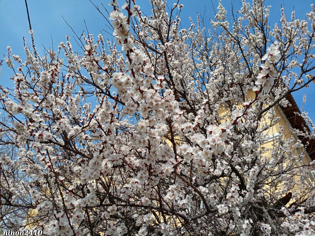 Ростовская весна... - Нина Бутко Ростовская весна... - Нина Бутко