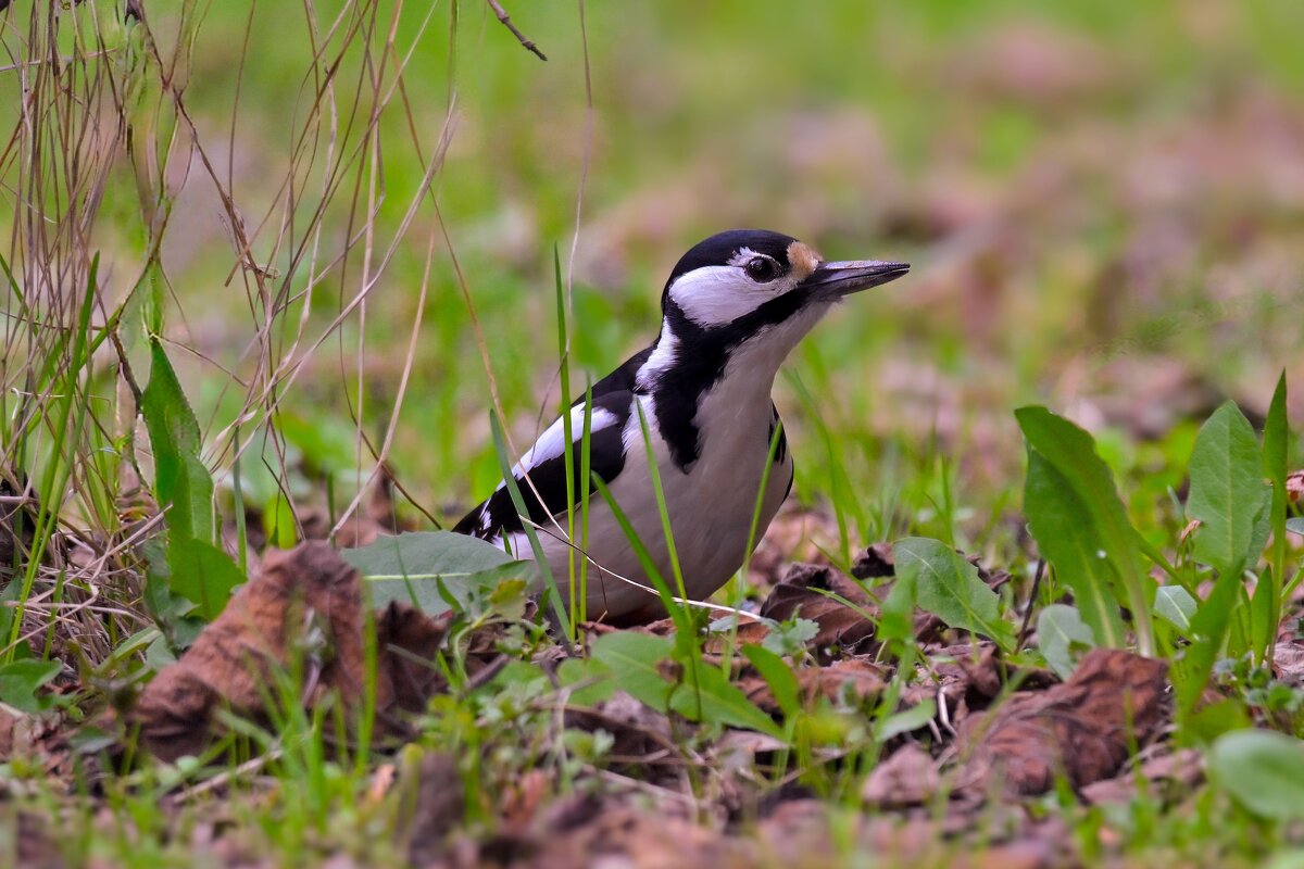 мир птиц - Николай Соколухин