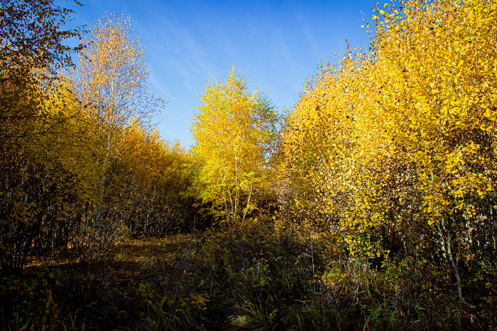 Золотая опушка - Светлана SvetNika17