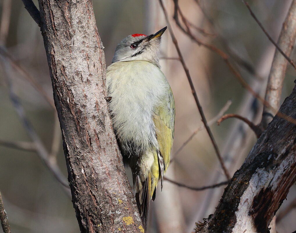 * Седой дятел * - Владилен Панченко