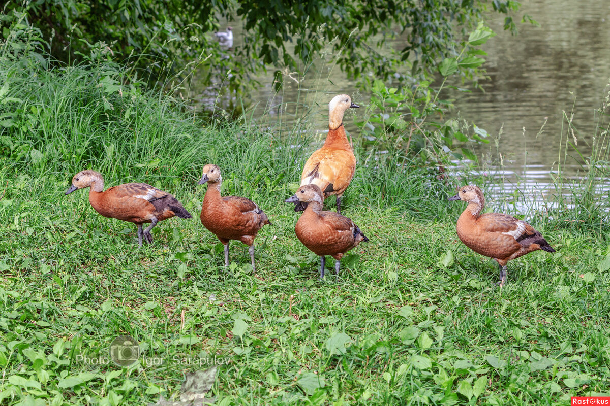 Огарь со своим потомством - Игорь Сарапулов Огарь со своим потомством - Игорь Сарапулов
