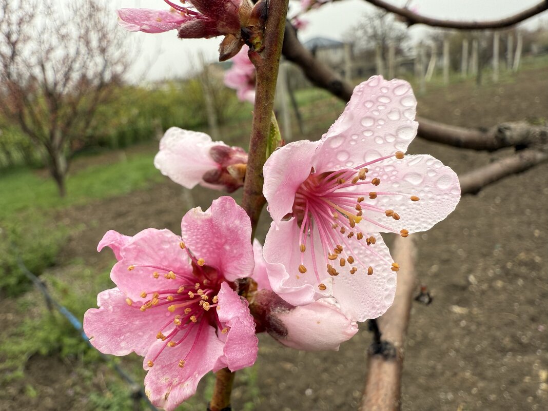 Цветок персика. - Валентина .