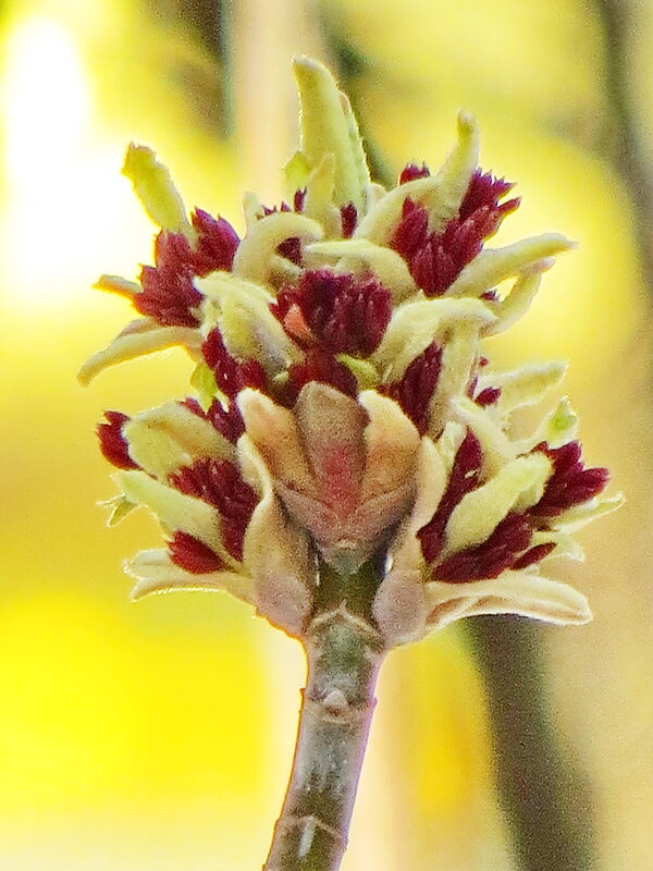 Клен ты мой апрельский, клен вовсю цветущий... - Александр Чеботарь Клен ты мой апрельский, клен вовсю цветущий... - Александр Чеботарь