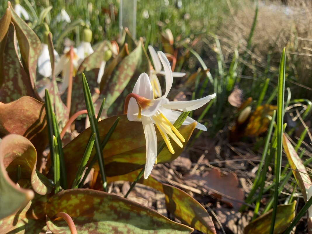 Кандык - Сапсан 