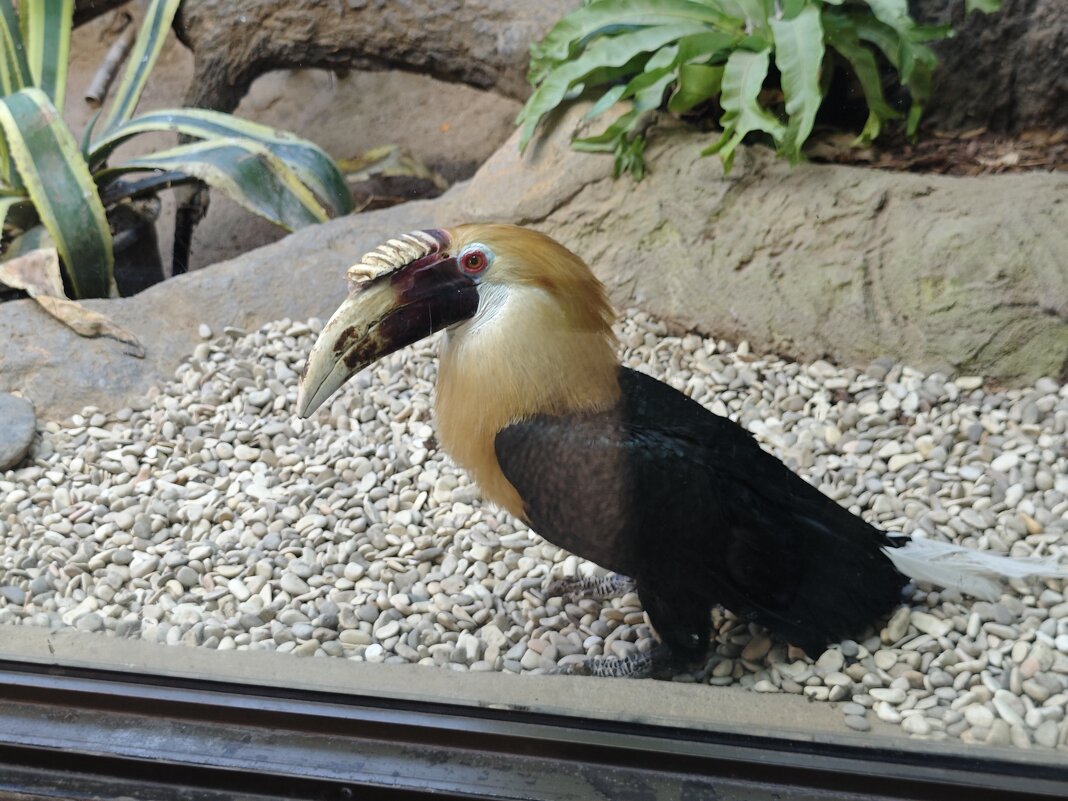 Птица-носорог - <<< Наташа >>>