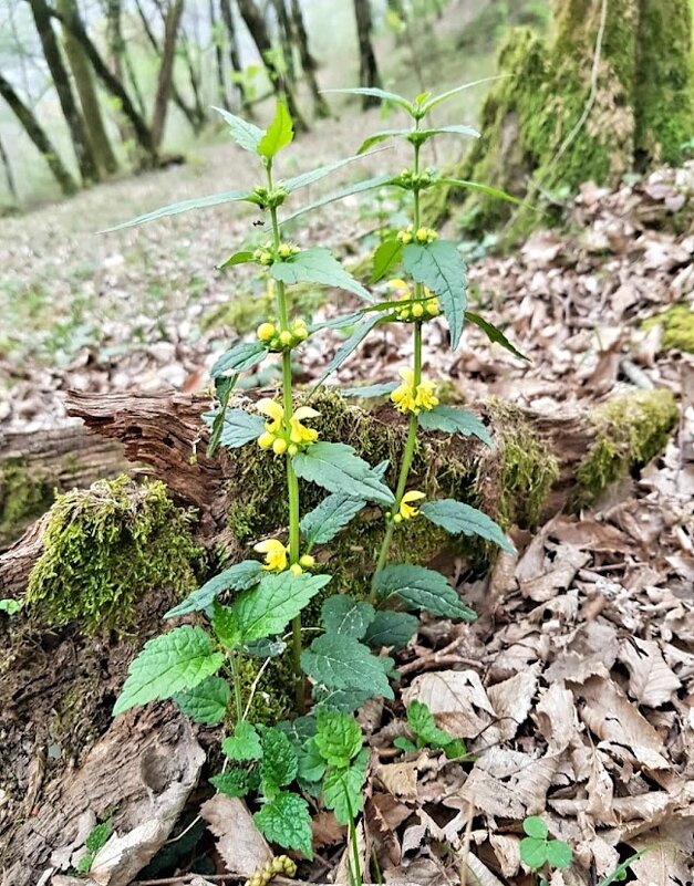 Весна - Tata Wolf