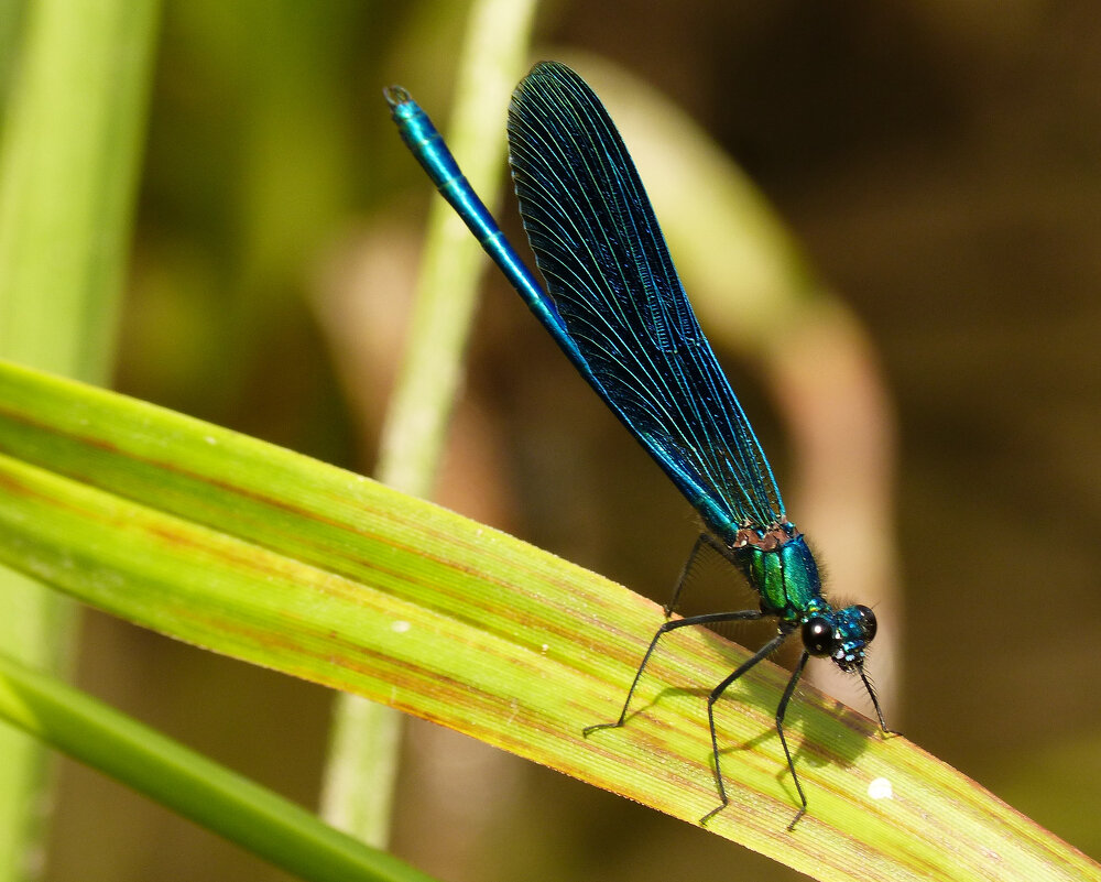 немного про стрекоз 8 - Александр Прокудин немного про стрекоз 8 - Александр Прокудин