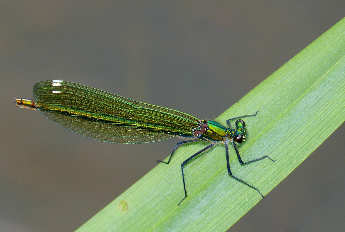 немного про стрекоз 9 - Александр Прокудин