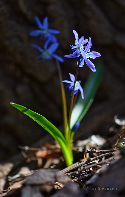 У старого пня - Сергей У старого пня - Сергей