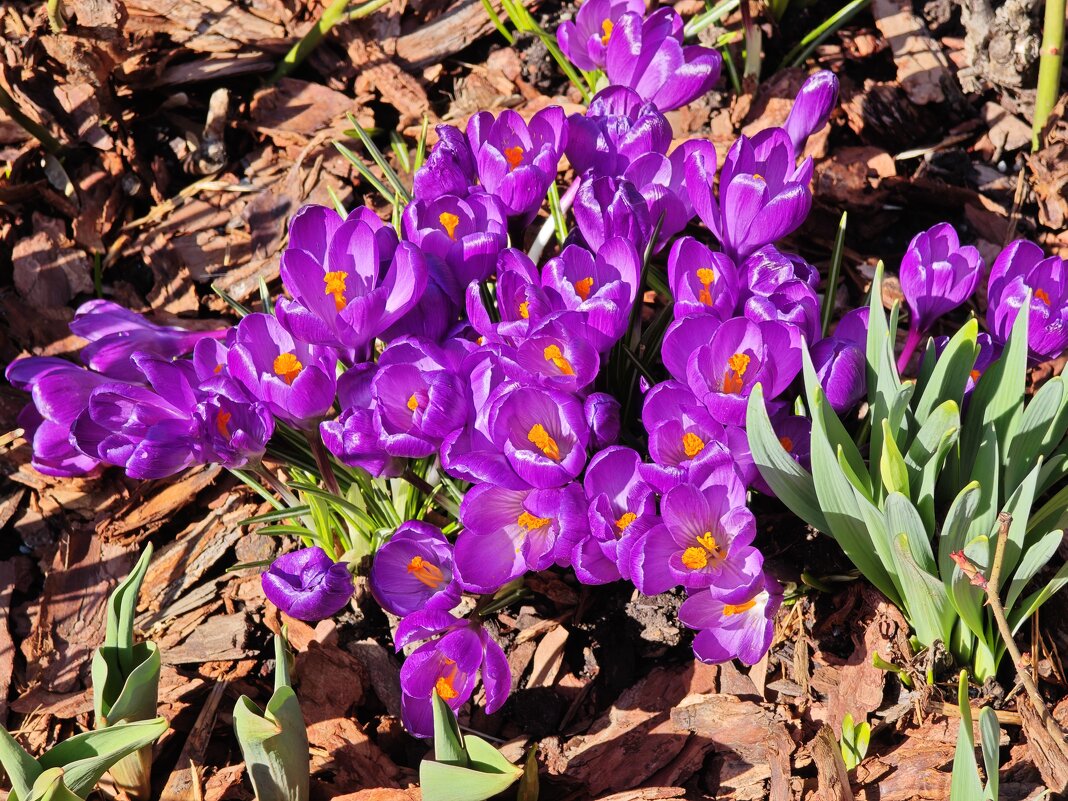 Крокусы - <<< Наташа >>> Крокусы - <<< Наташа >>>