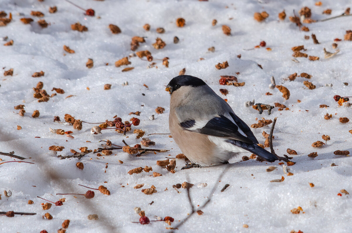 Собирая яблочки. - Виктор Иванович Чернюк Собирая яблочки. - Виктор Иванович Чернюк