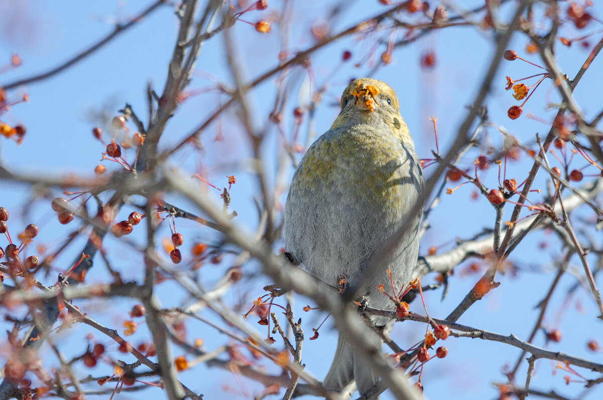 Щур. - Виктор Иванович Чернюк Щур. - Виктор Иванович Чернюк