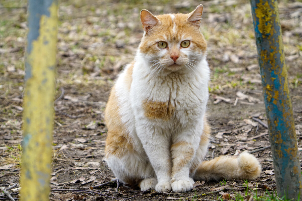 *** - Иван Литвинов *** - Иван Литвинов