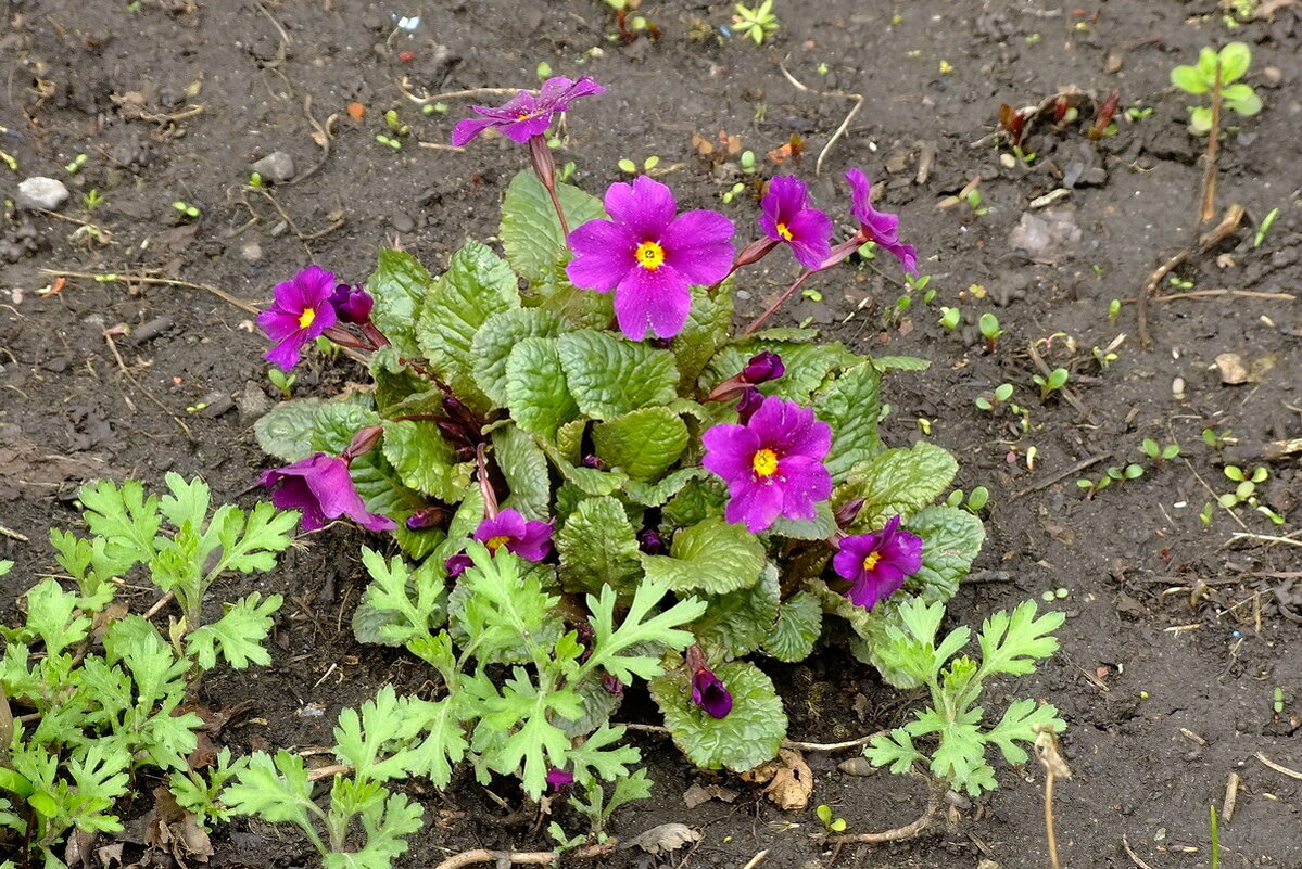 Клумбы зацветают - Фёдор Меркурьев Клумбы зацветают - Фёдор Меркурьев