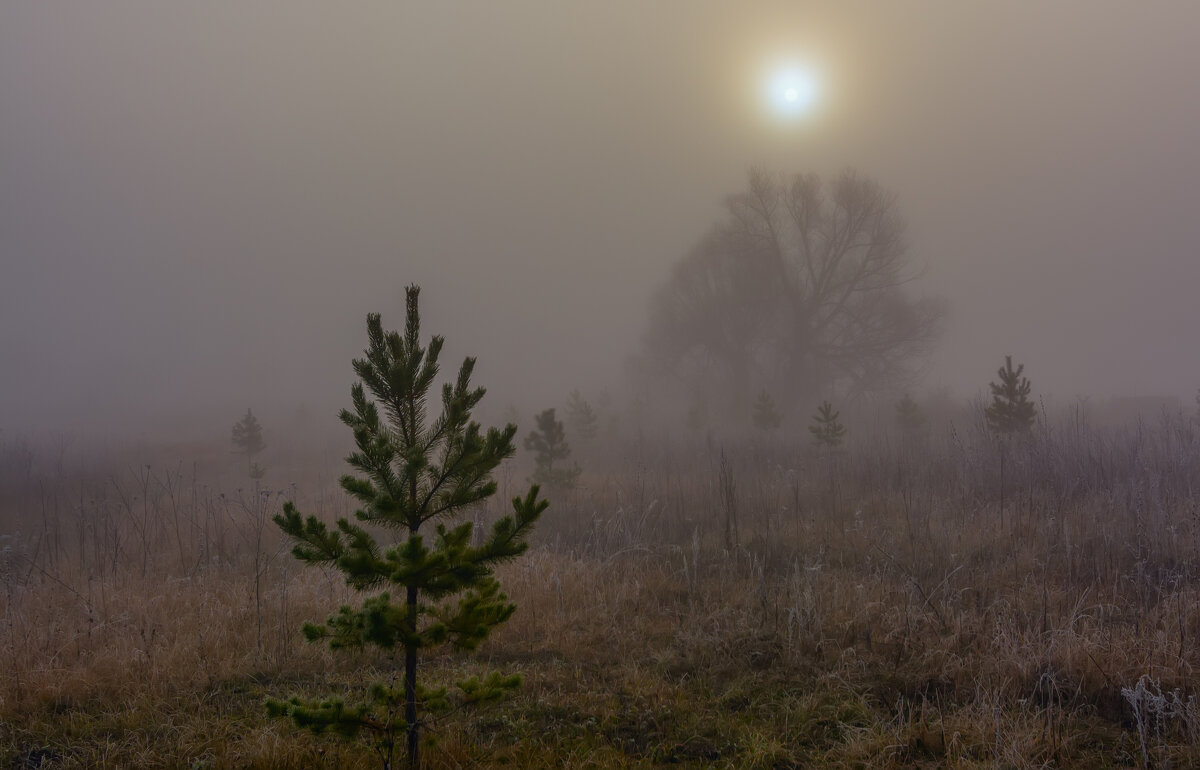 ***** - Виталий Емельянов