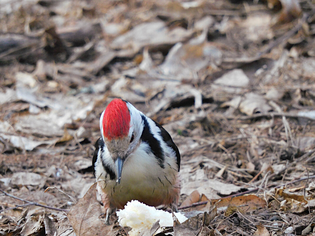 Средний пёстрый дятел - Лина 