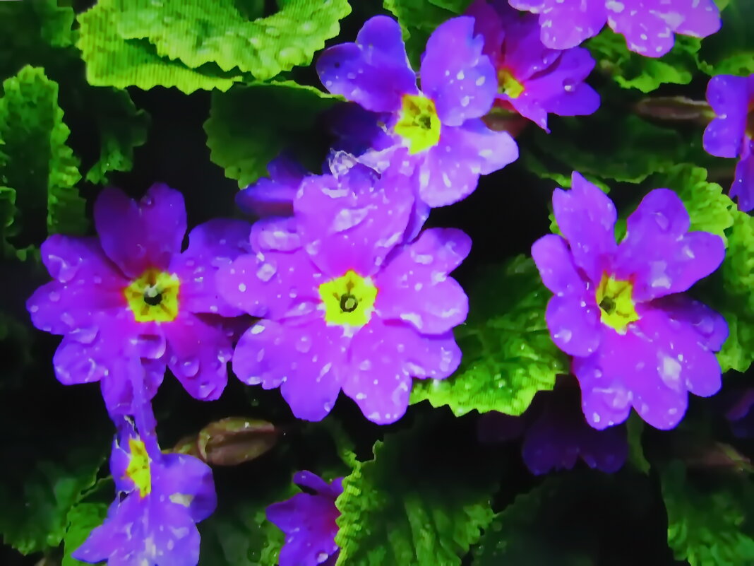 Красота в саду - Людмила Смородинская