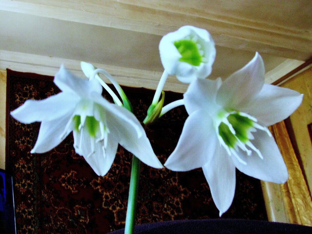 Эухарис зацвёл - Людмила Смородинская Эухарис зацвёл - Людмила Смородинская