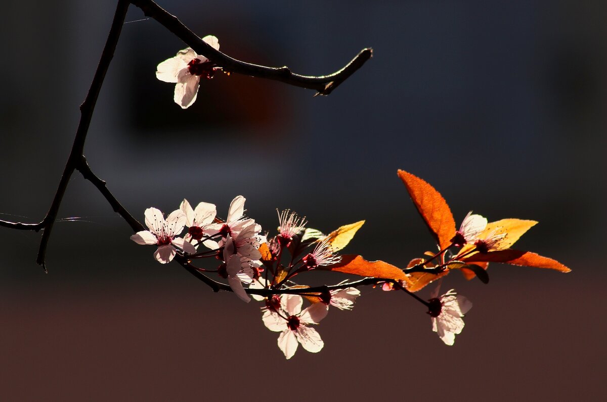 Весна на веточке - Юрий. Шмаков Весна на веточке - Юрий. Шмаков