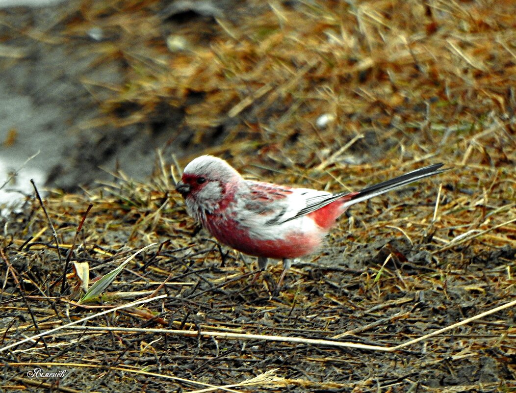 Урагус - Геннадий Ячменев