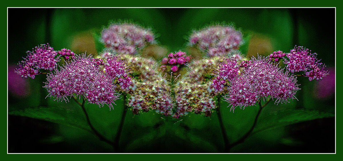 Цветочная фантазия - Владимир Кроливец Цветочная фантазия - Владимир Кроливец