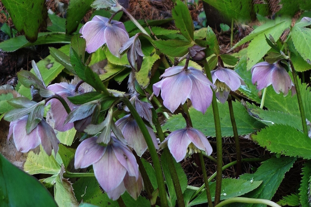 Морозник - Рита Симонова