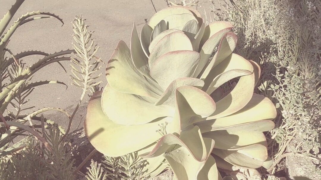 12  КЛОС (896) - CLOSE WAYS ALL