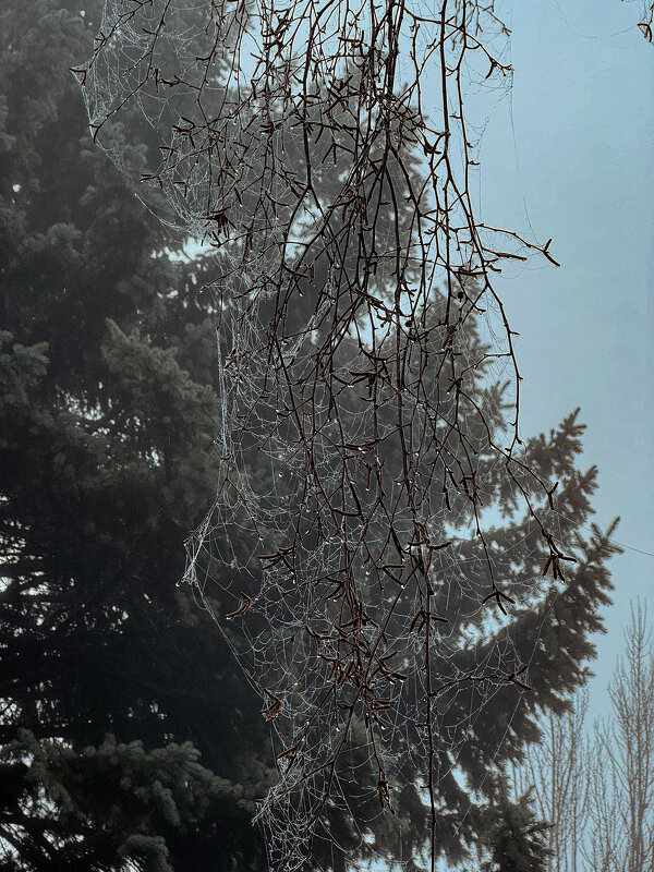 Паутина - Татьяна Аникина