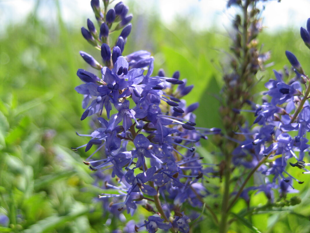 Вероника - Anna Ivanova