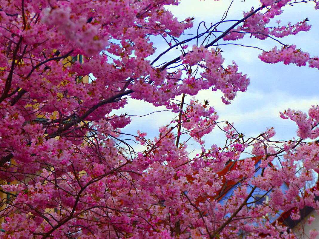 ЗАЦВЕЛА ЯПОНСКАЯ ВИШНЯ (САКУРА) (1) - Елена Куприянова ЗАЦВЕЛА ЯПОНСКАЯ ВИШНЯ (САКУРА) (1) - Елена Куприянова