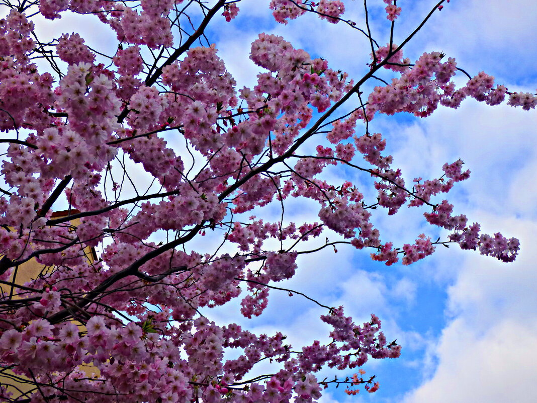 ЗАЦВЕЛА ЯПОНСКАЯ ВИШНЯ (САКУРА) (3) - Елена Куприянова ЗАЦВЕЛА ЯПОНСКАЯ ВИШНЯ (САКУРА) (3) - Елена Куприянова