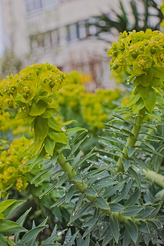 молочай - Giant Tao /