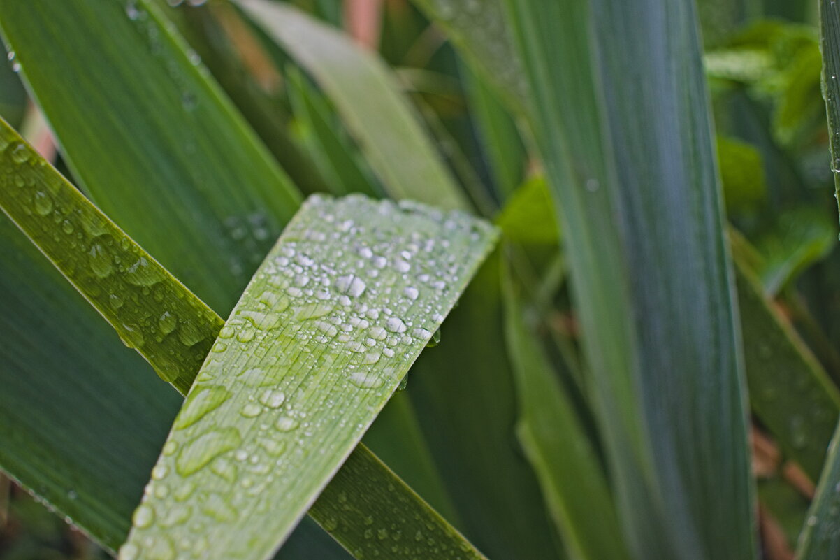 Кому роса ,а кому и божья краса . - Giant Tao /
