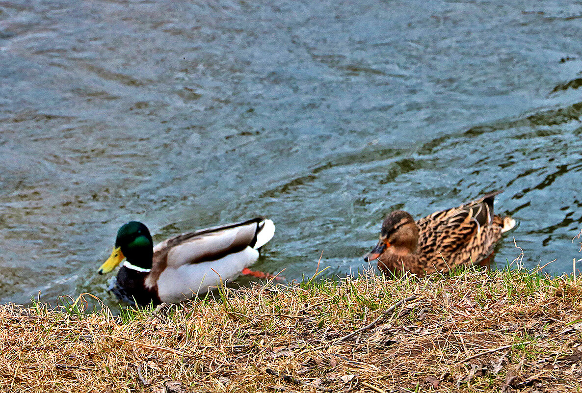 Весна... все по парам... - Светлана 