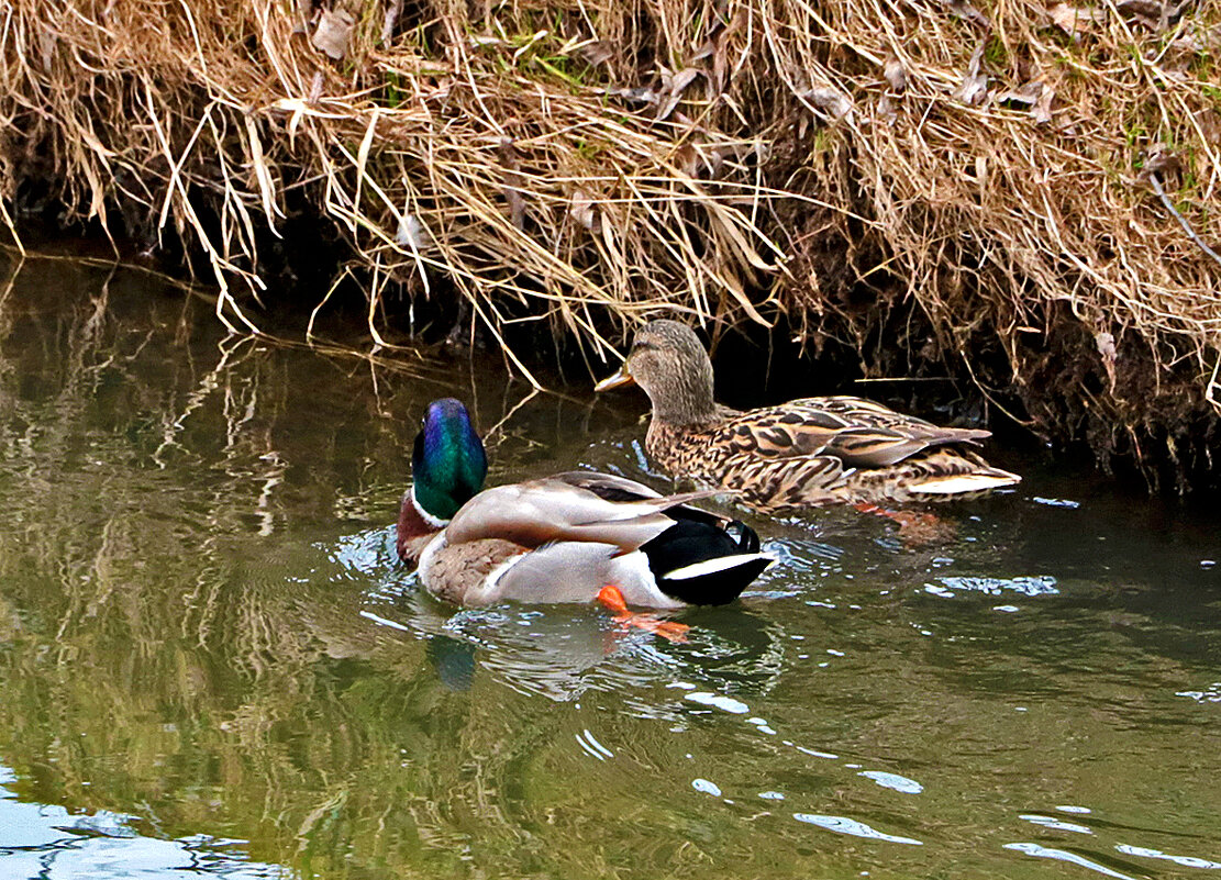 Весна... все по парам... - Светлана Весна... все по парам... - Светлана