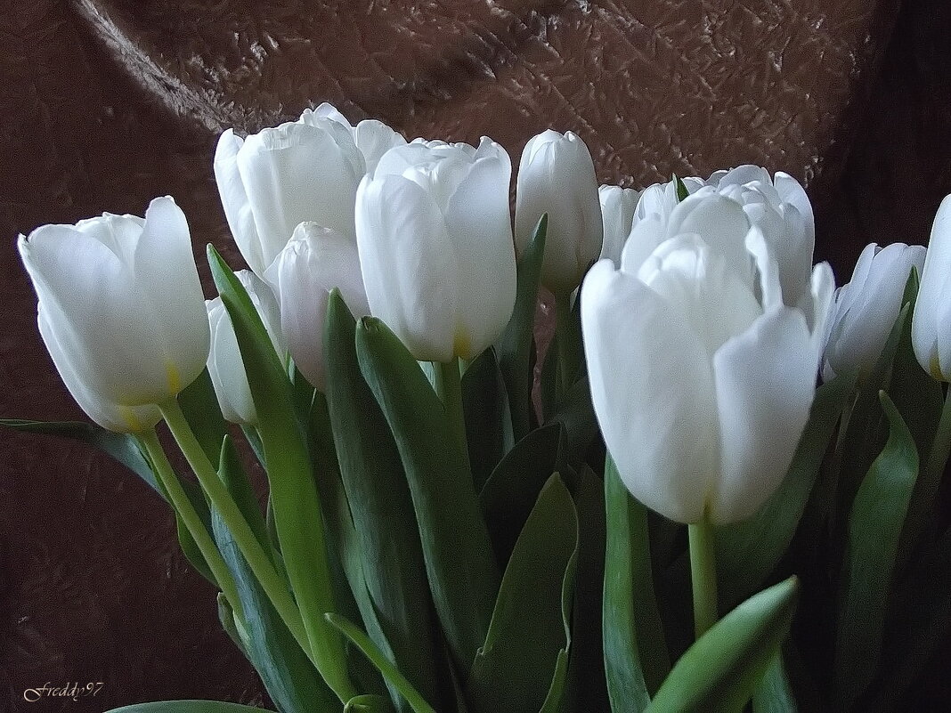 Тюльпаны - Freddy 97 Тюльпаны - Freddy 97