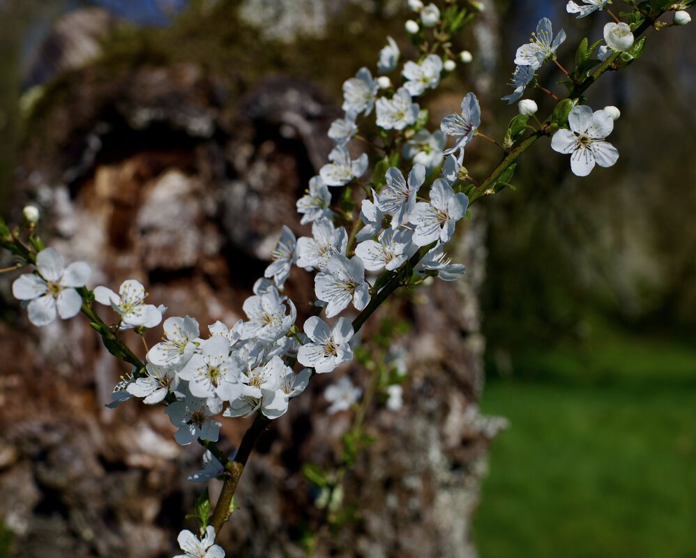 Вишневая веточка. - Lucy Schneider 
