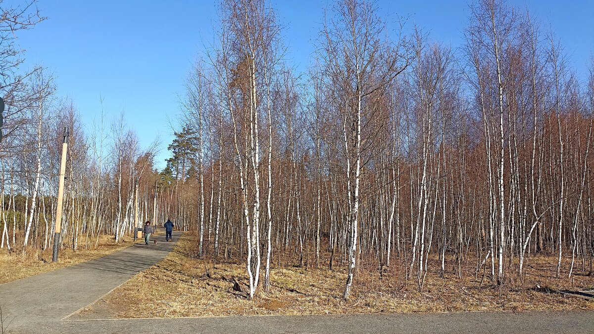 Апрельские березки - Татьяна Тюменка
