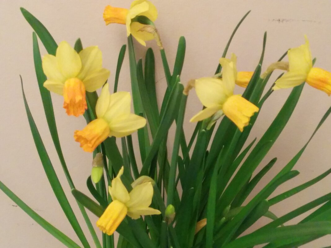 Цветы в подарок! - Светлана Хращевская