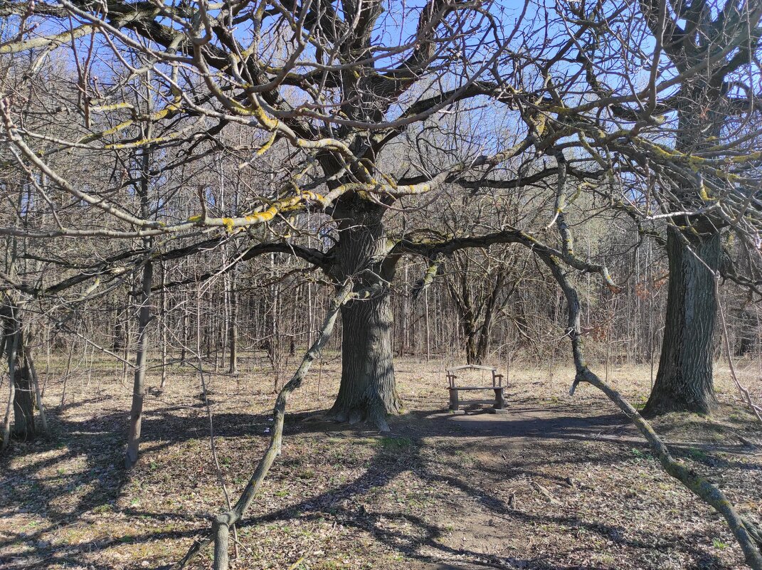 Скамеечка под дубами - Игорь Ч.