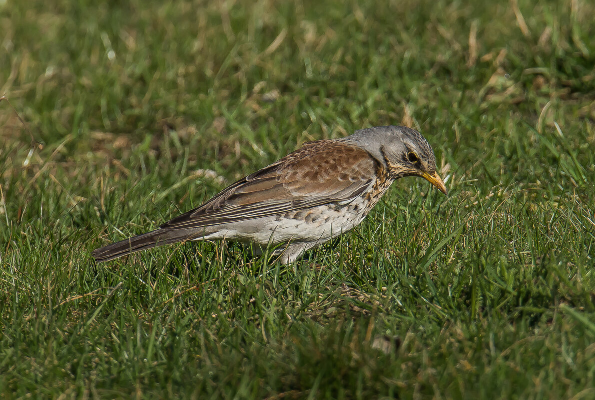 В поисках.... - Sergey (Apg)