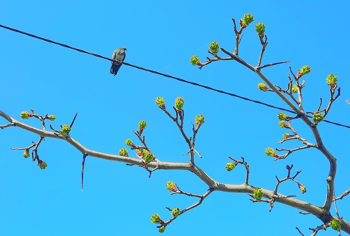 Садовый боярышник - Сеня Белгородский Садовый боярышник - Сеня Белгородский