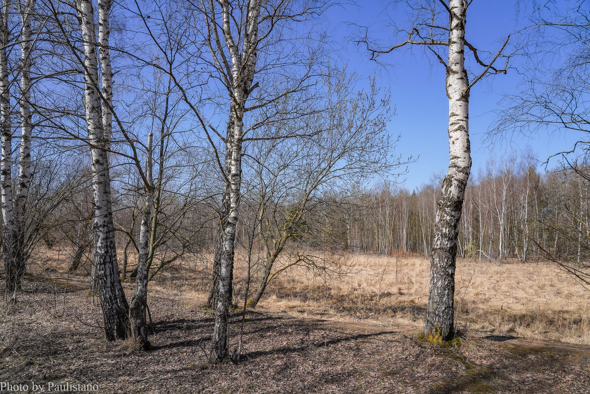 Палитра апреля... - Владимир Жданов Палитра апреля... - Владимир Жданов