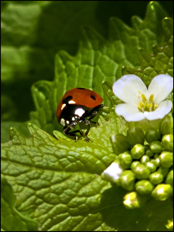 Божья коровка - Nina Streapan