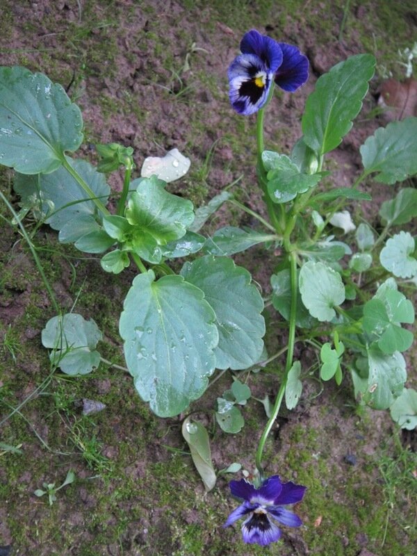 Анютины глазки - Дмитрий Никитин