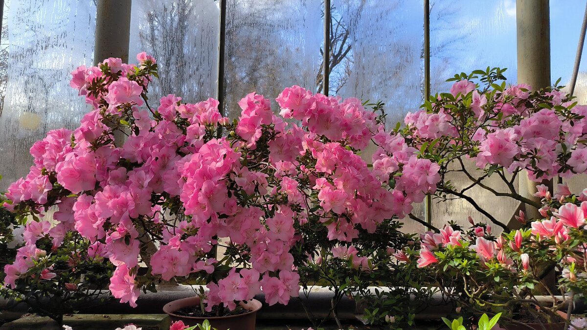 Цветущие субтропики. - Ольга Цветущие субтропики. - Ольга