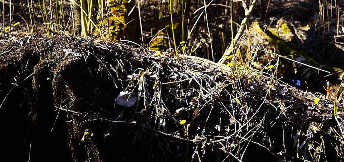 Яркие цветочки. - Василий Палий Яркие цветочки. - Василий Палий