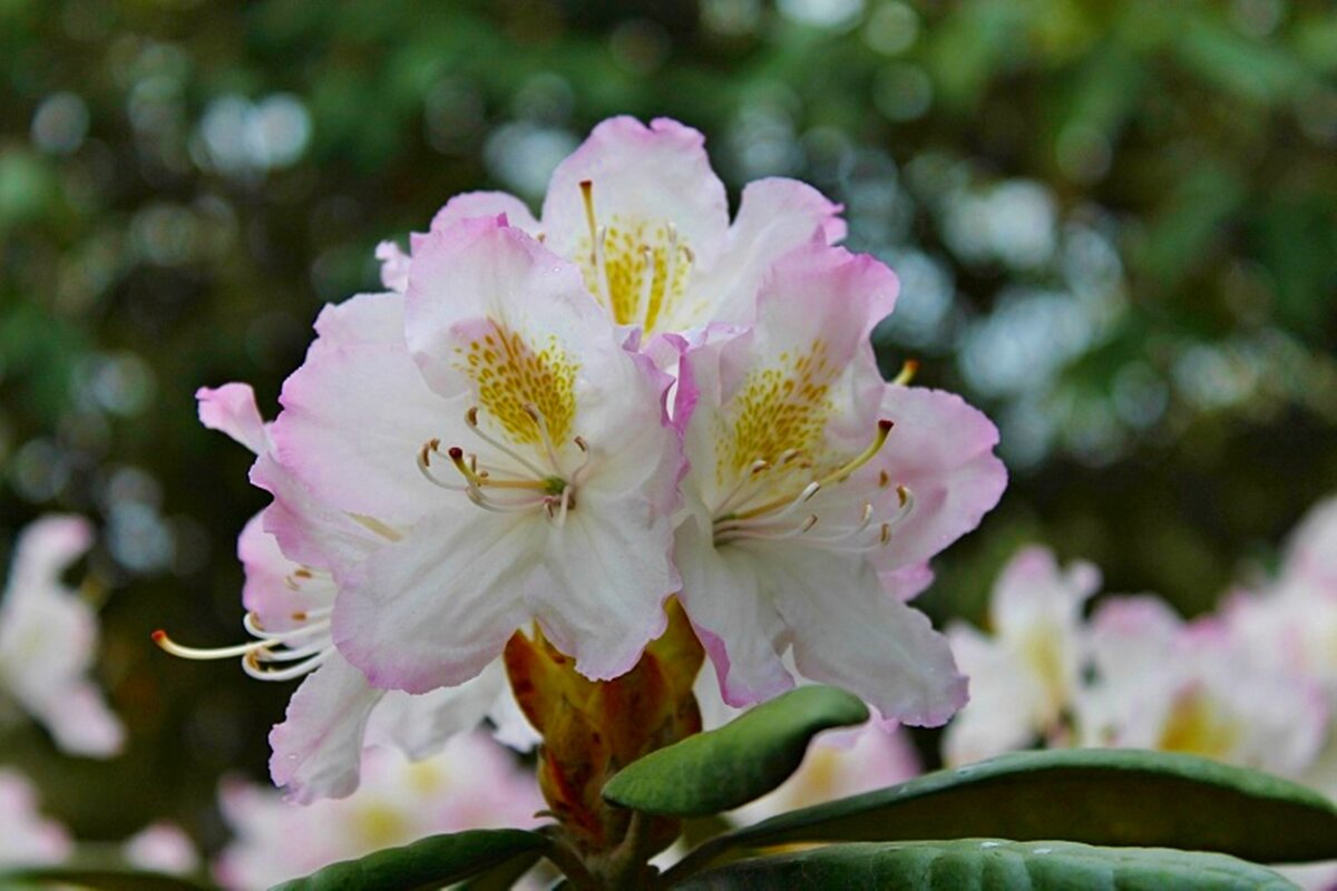 цветок - марта Камушкина цветок - марта Камушкина