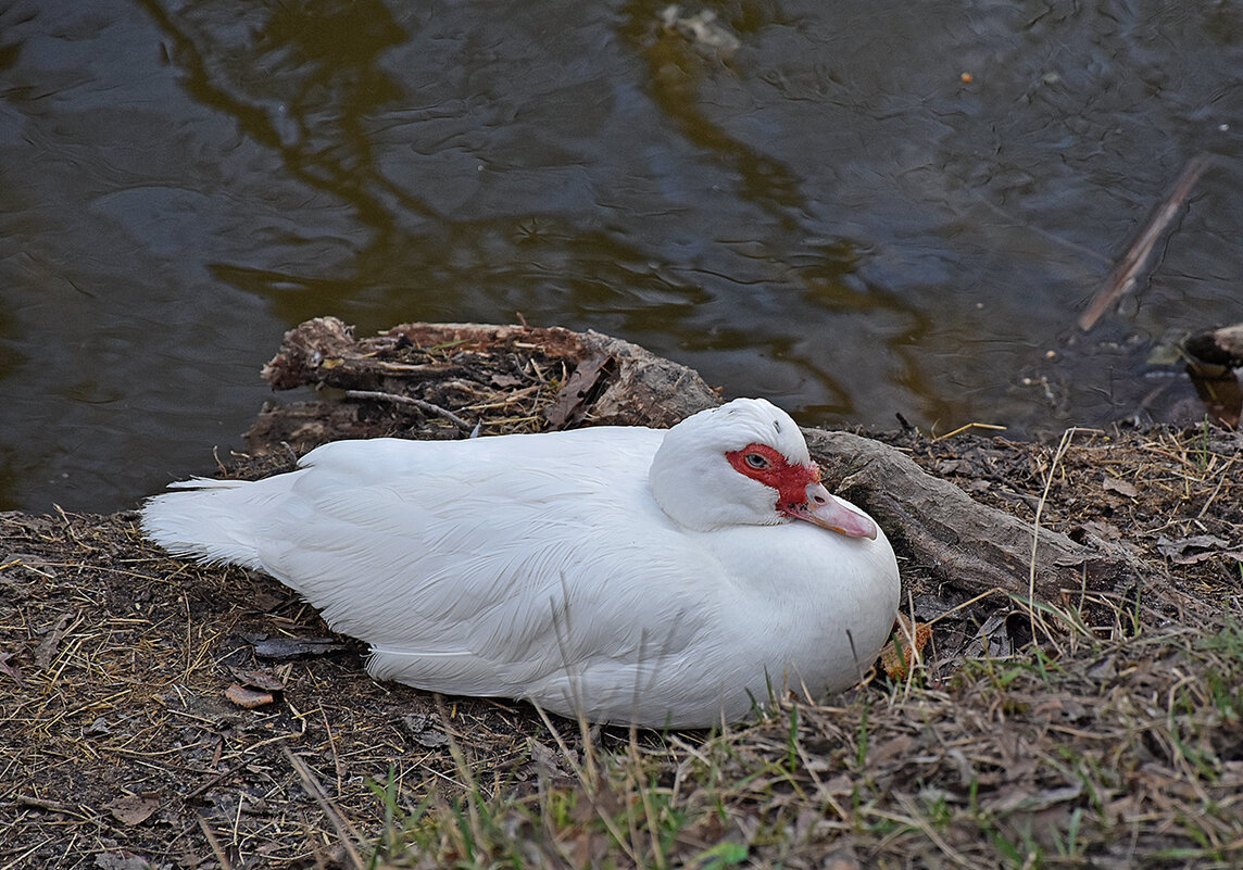 Белая индоутка. - Валентина  Нефёдова 